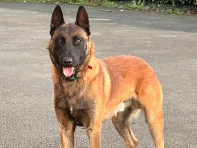Hunter is an IKC Registered male Belgian Malinois 2 years old for sale in Westmeath
